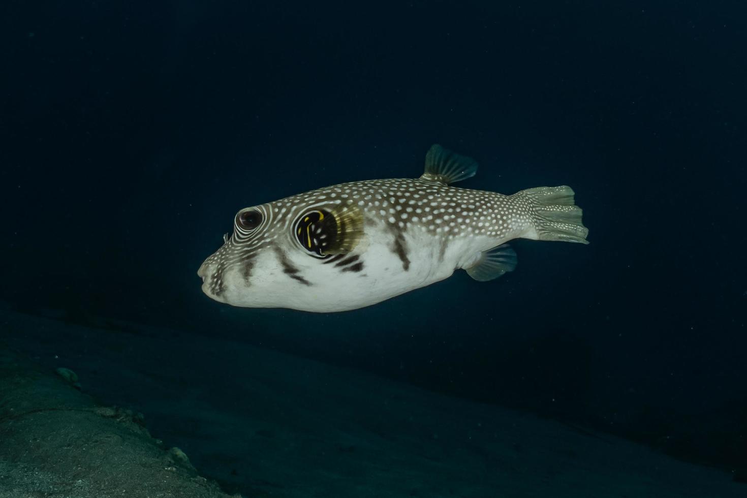 fiskar simmar i Röda havet, färgglada fiskar, Eilat Israel foto