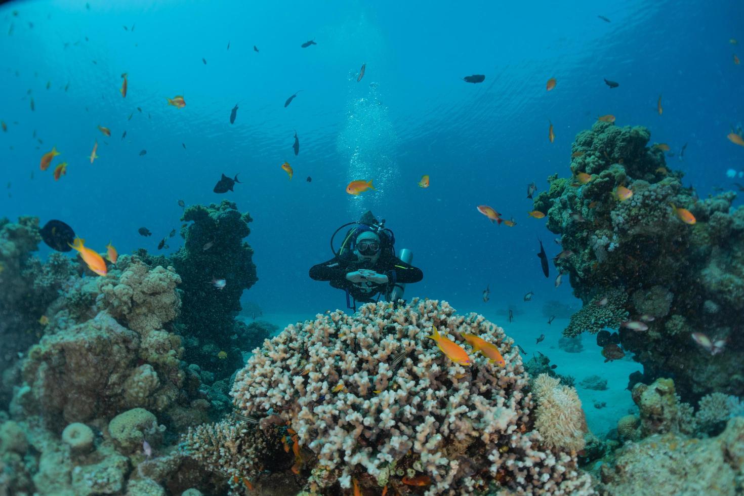 korallrev och vattenväxter i Röda havet, eilat israel foto