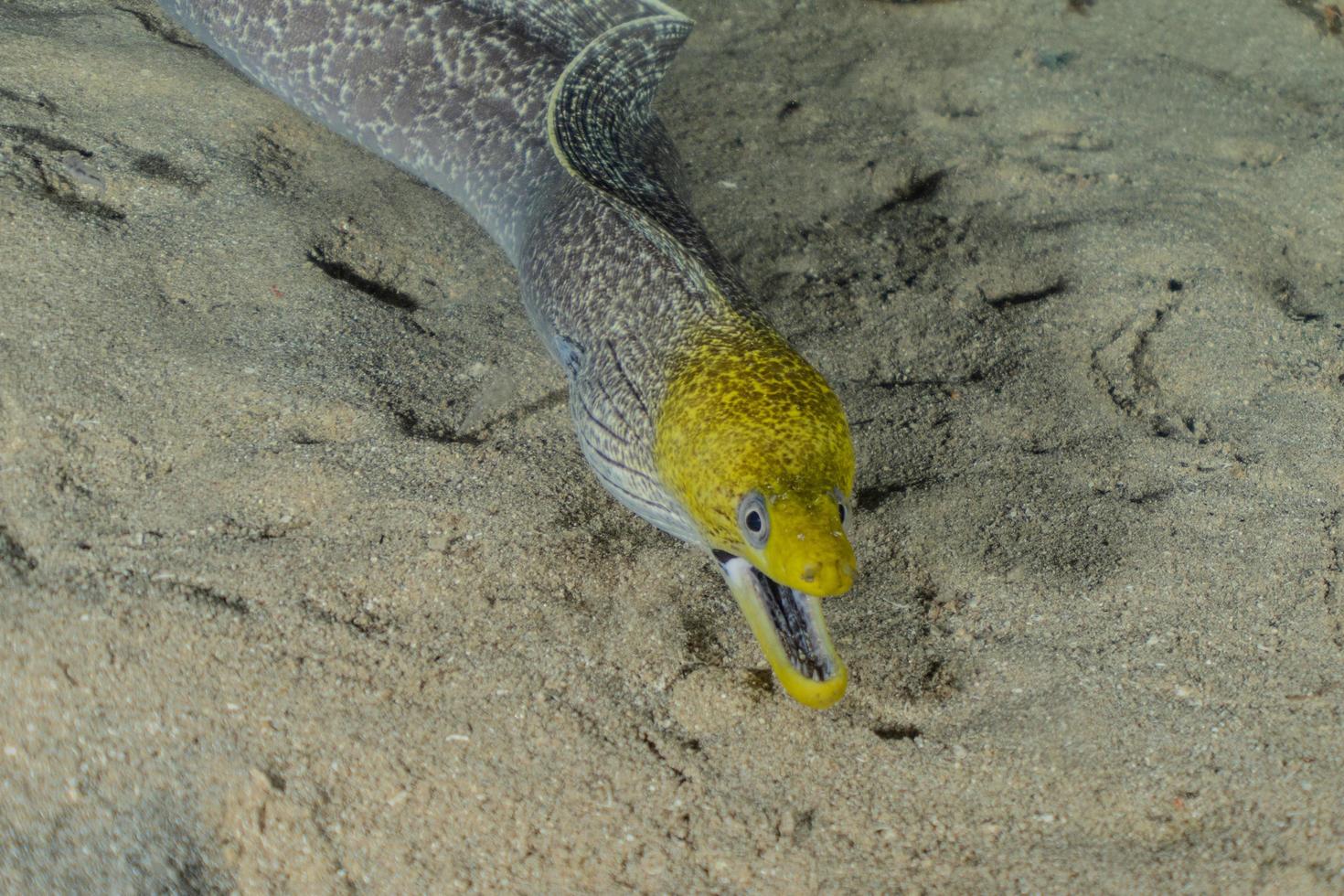 moray ål mooray lycodontis undulatus i Röda havet, eilat israel foto