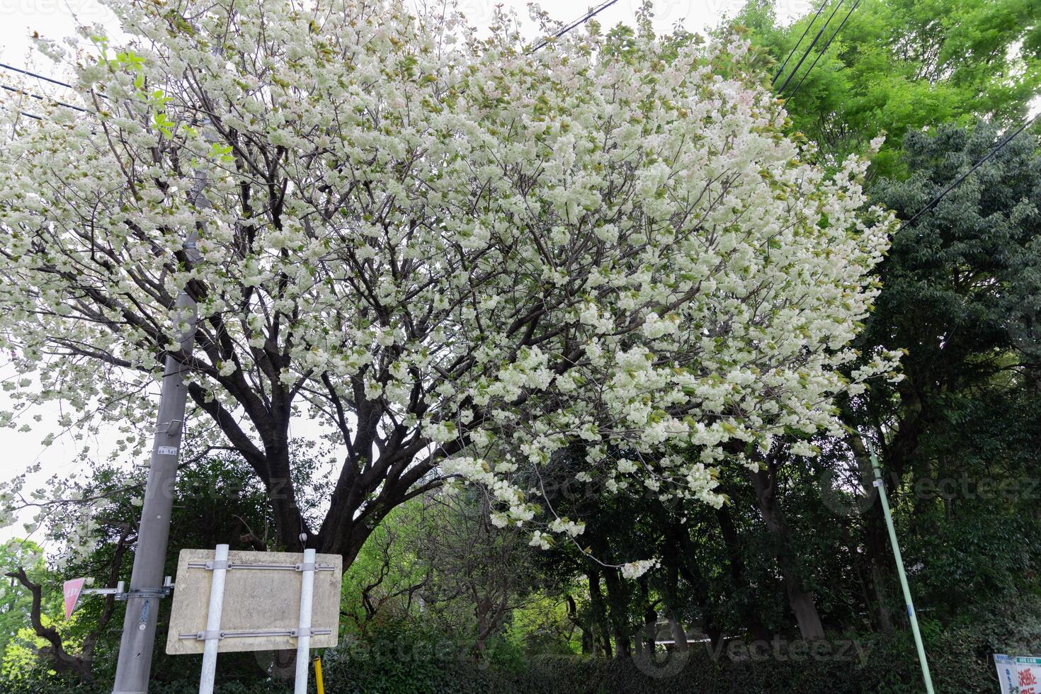 ukon körsbär blommor svängande i de vind molnig dag bred skott foto