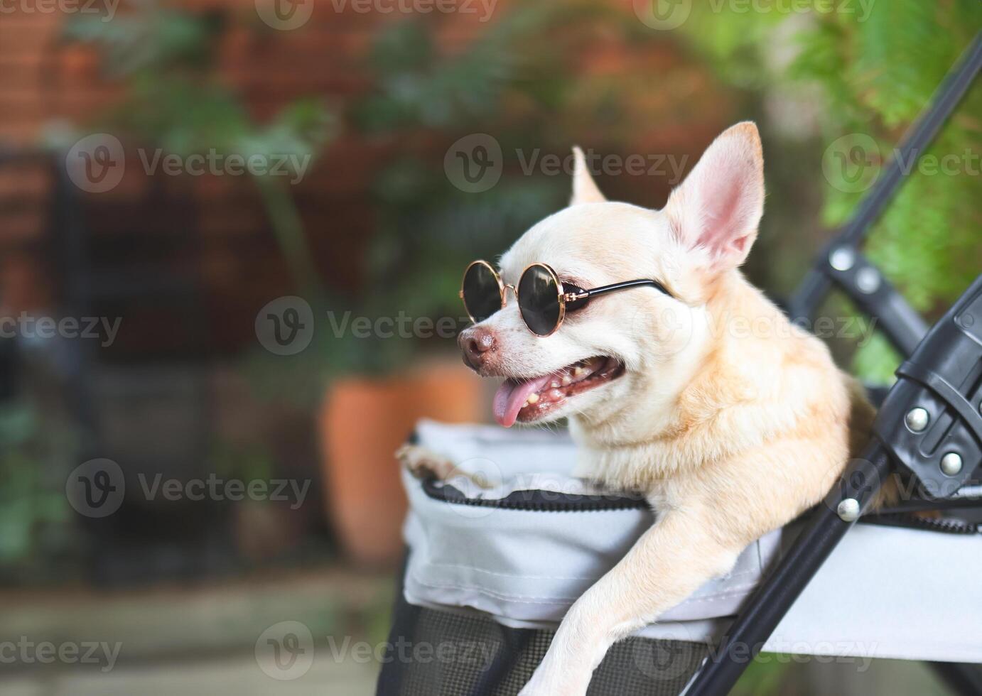 brun kort hår chihuahua hund bär solglasögon, stående i sällskapsdjur sittvagn i de trädgård med grön växt bakgrund. leende lyckligt. foto