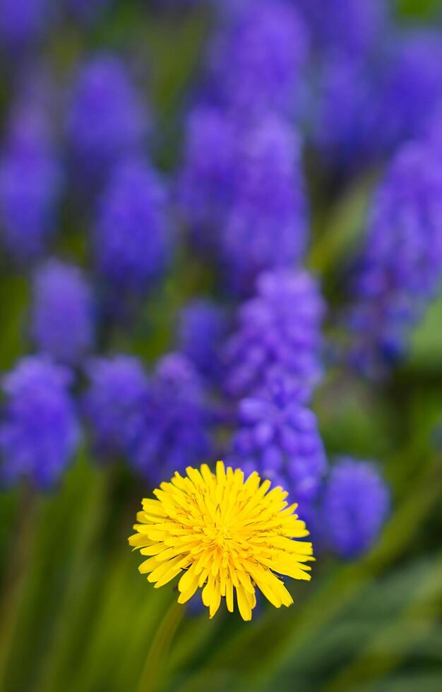 gul maskros och i de bakgrund i fläck blå muscari blommor. naturlig tapet. naturlig bakgrund. närbild. selektiv fokus. foto