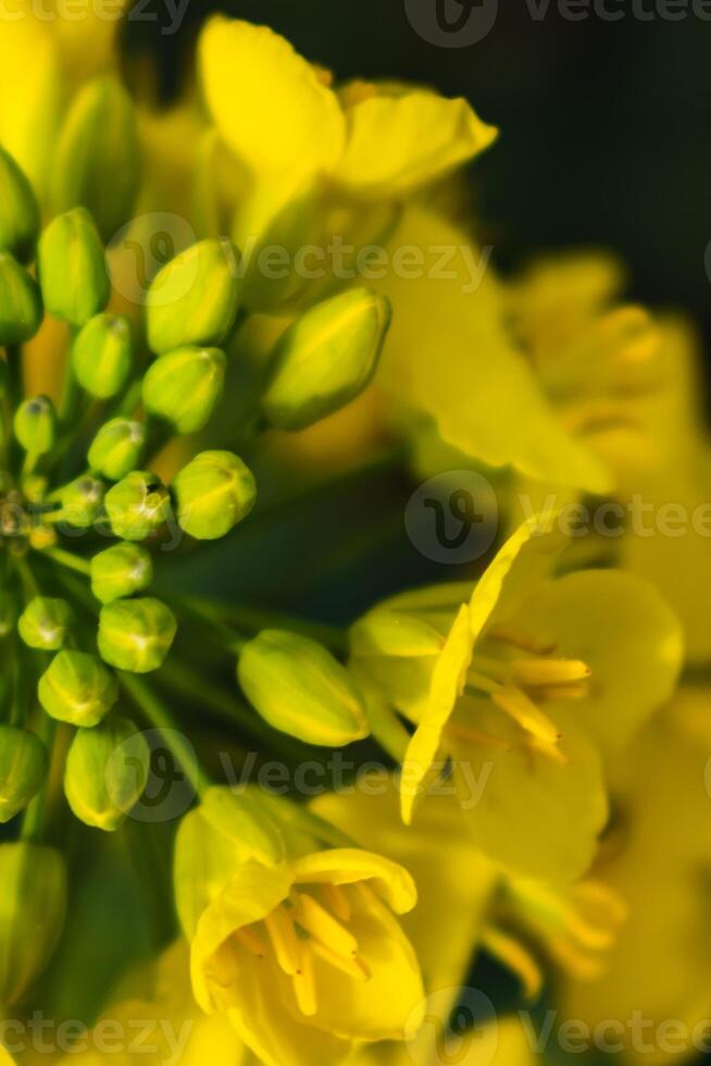 rapsfrö blomma i en fält på våren, raps, brassica napus foto