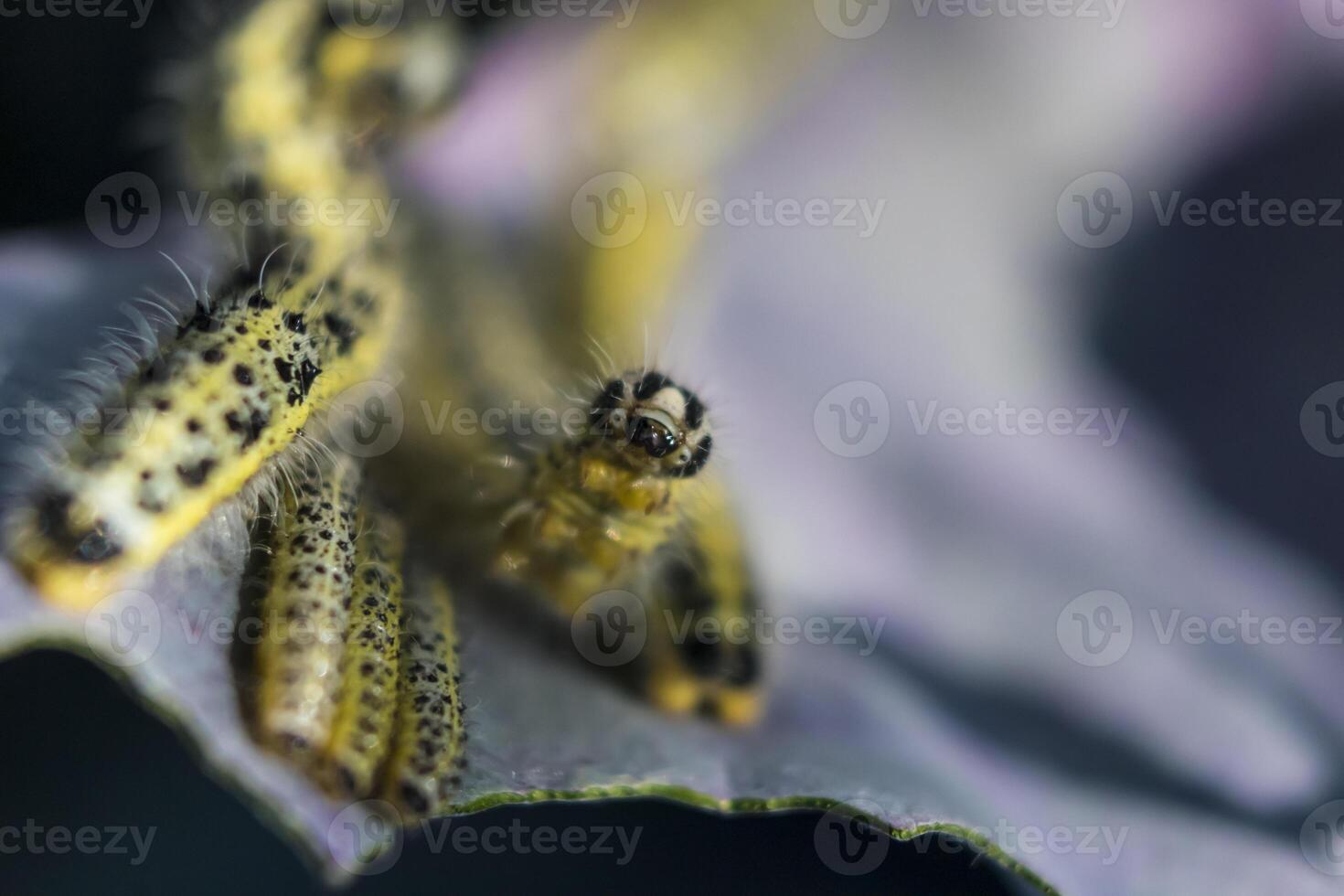 stänga upp av kål vit larver rör på sig på en röd kål blad. pieris brassicae foto