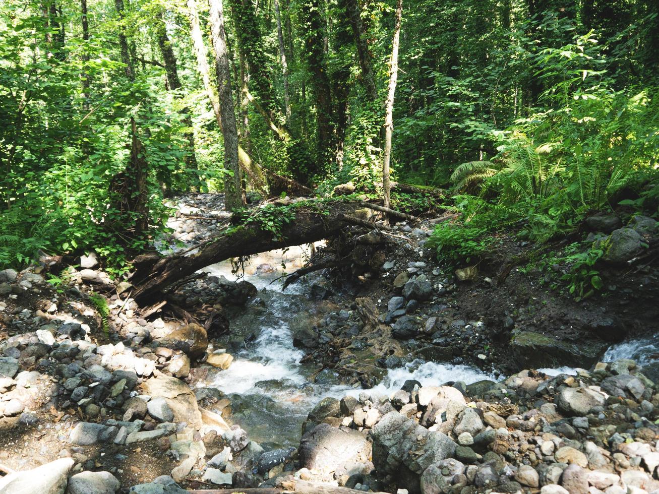 bäck i en fjällskog. Kaukasus bergen foto