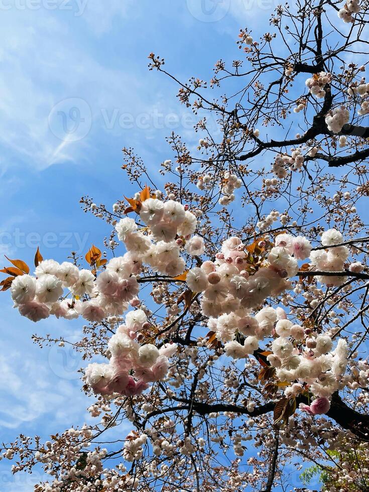 närbild japansk körsbär blommar i full blomma med blå himmel i vår säsong japan foto