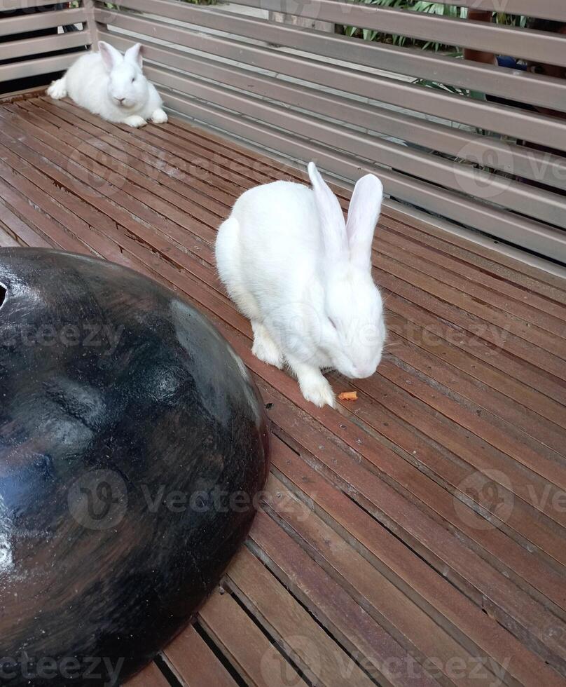 Foto av en skön vit kanin på de Zoo