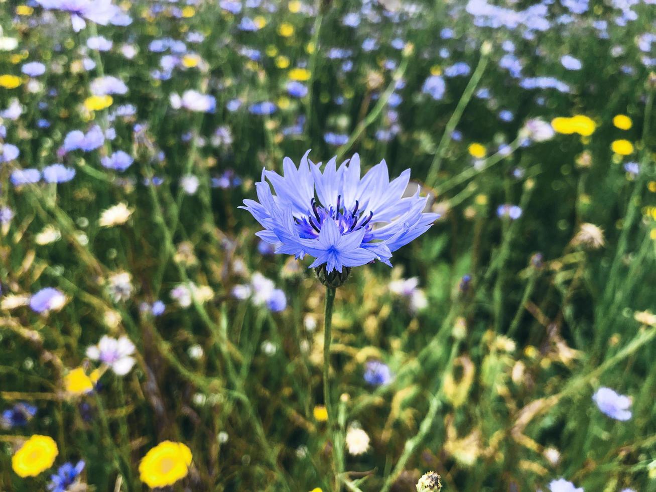 den blå blomman. närbild foto