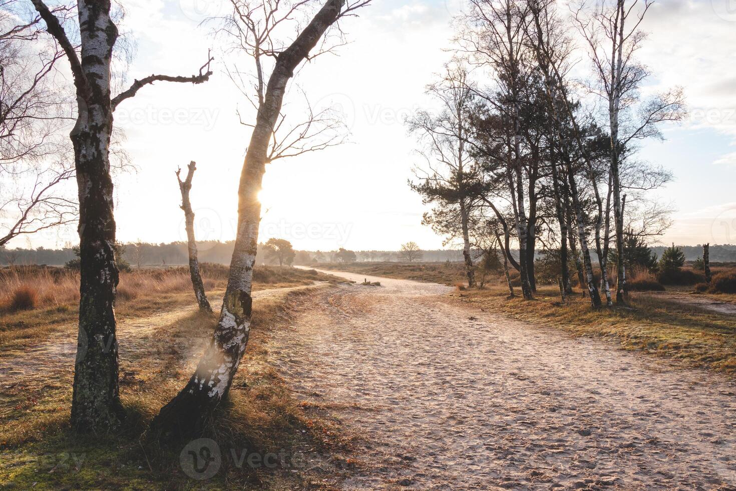 promenad genom de vild betesmarker av grenspark kalmthoutse heide nära antwerpen i nordväst Belgien. morgon- Sol foto