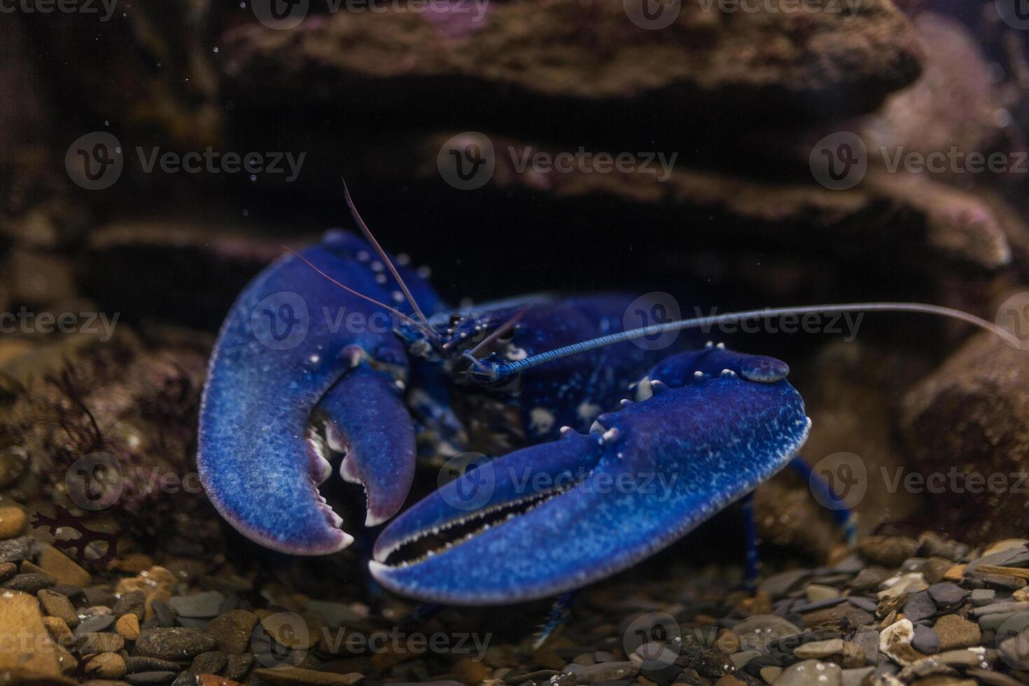 blå kräfta i akvarium foto