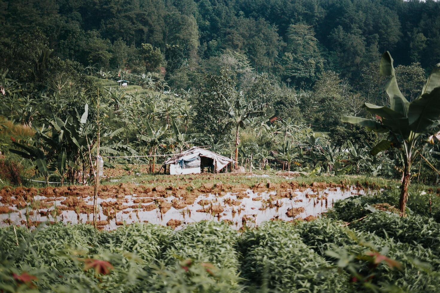 sentul, bogor, Indonesien, 2023 - utforska sentul bogor spektakulär vattenfall och skog stigar. en vandring äventyr med vänner i gunung pancar. fantastisk fotografi - underbar indonesien foto