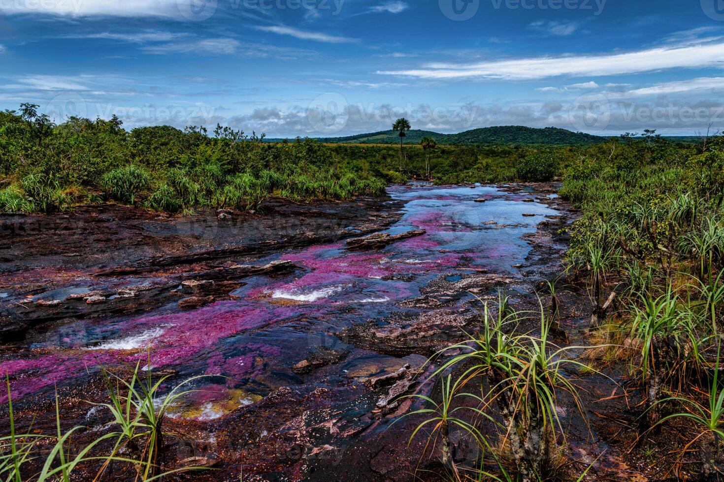 kanot kristaller är en flod i colombia den där är belägen i de sierra de la macarena, i de avdelning av meta. den är anses vara förbi många som de mest skön flod i de värld foto