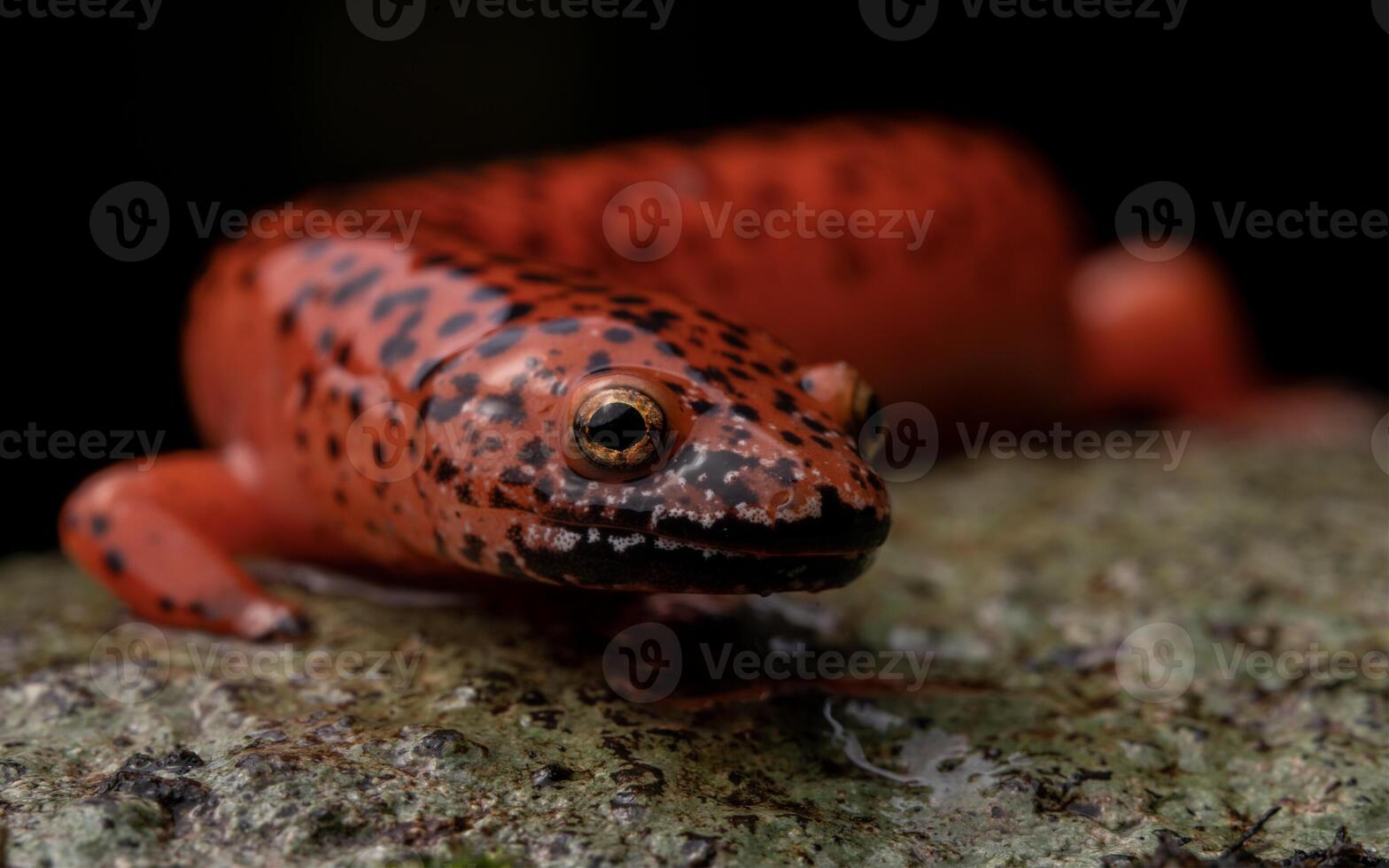 blackchin röd salamander, psuedotriton ruber schencki foto