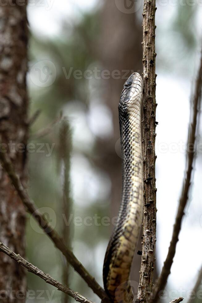 östra råtta orm, panterofis allehaniensis foto