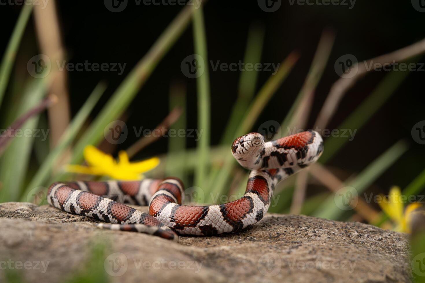 röd mjölk orm, lampropeltis triangulum foto