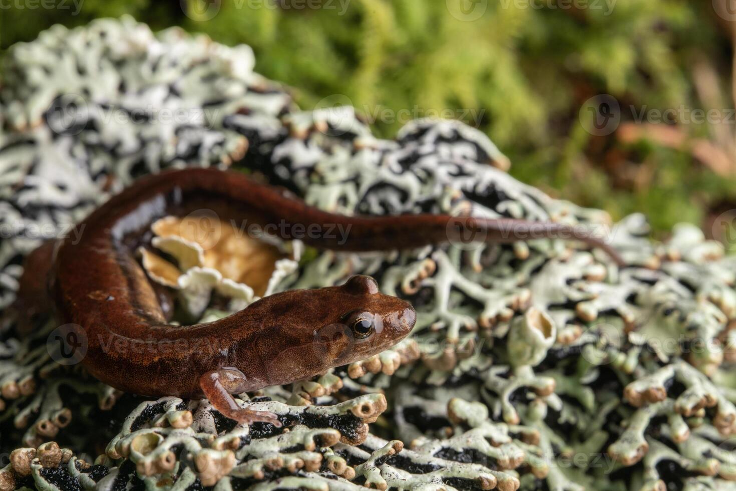 cherokee berg dunkel salamander, desmognathus adatsihi foto