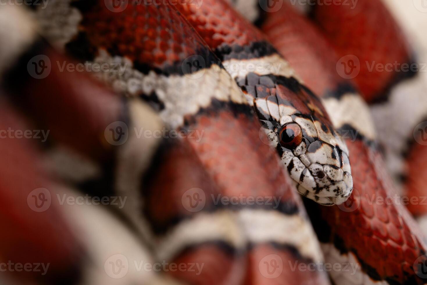 röd mjölk orm, lampropeltis triangulum foto