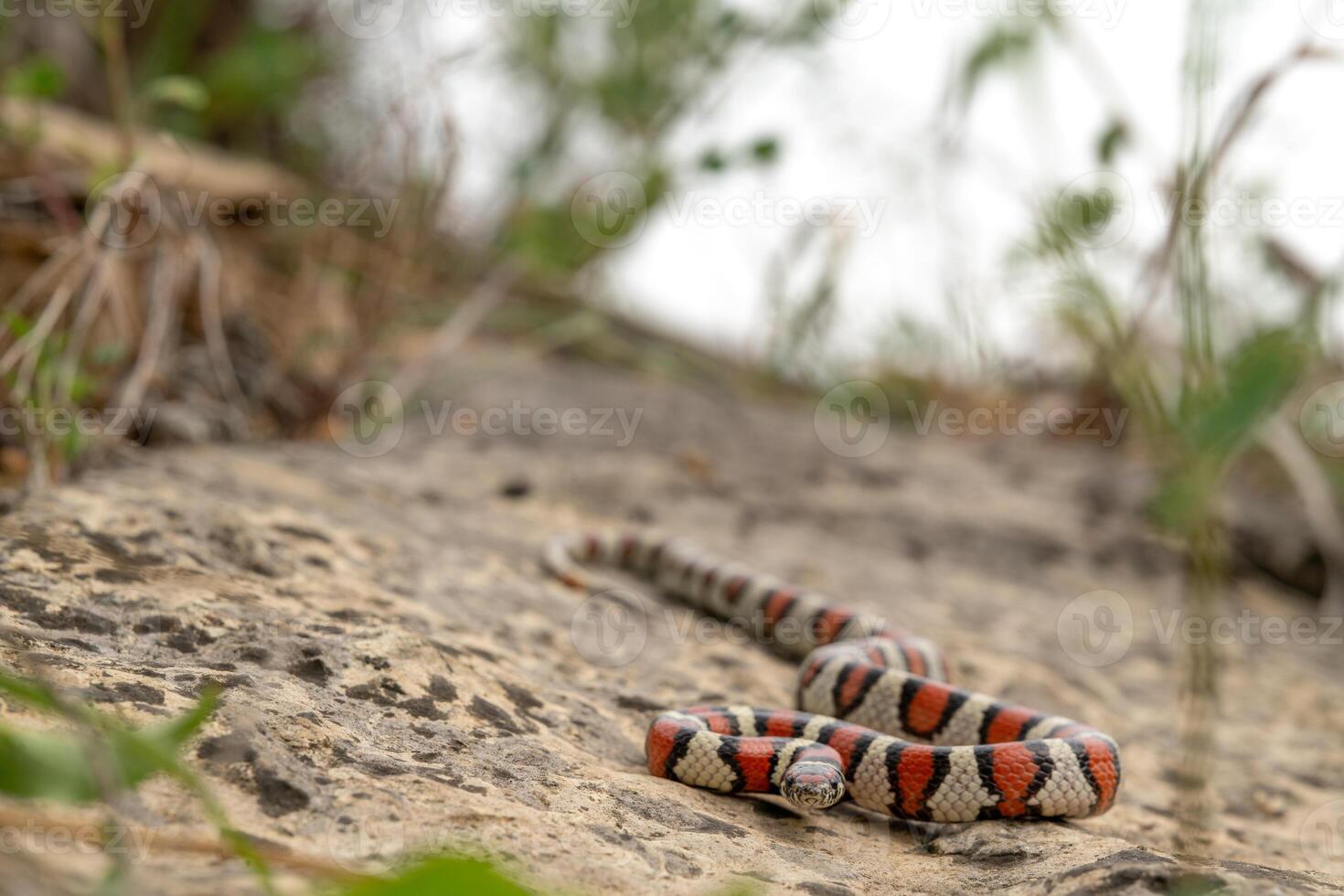 Västra mjölk orm, lampropeltis gentilis foto