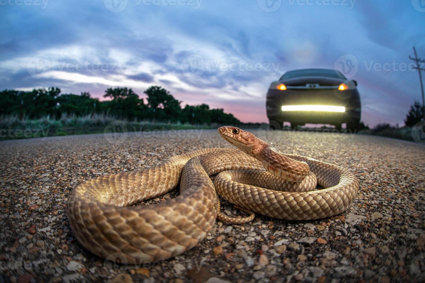 Västra coachwhip, masticophis flagellum foto