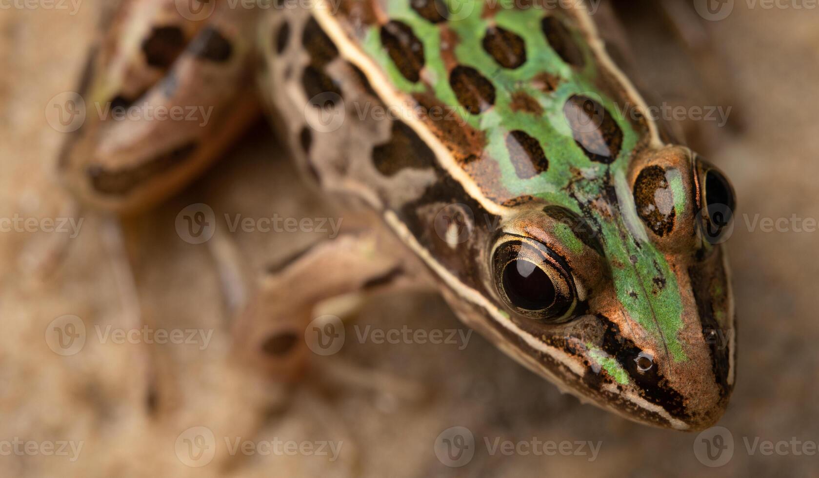 sydlig leopard groda, litobater sphenocephalus foto