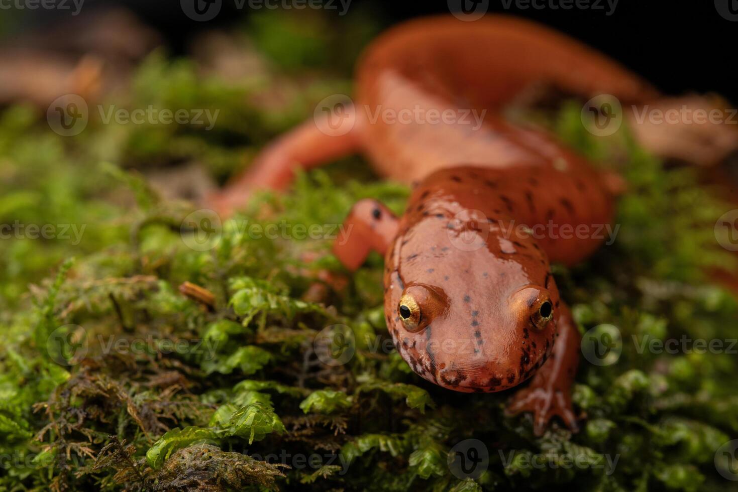 blå bergsrygg vår salamander, gyrinophilus porphyriticus danielsi foto