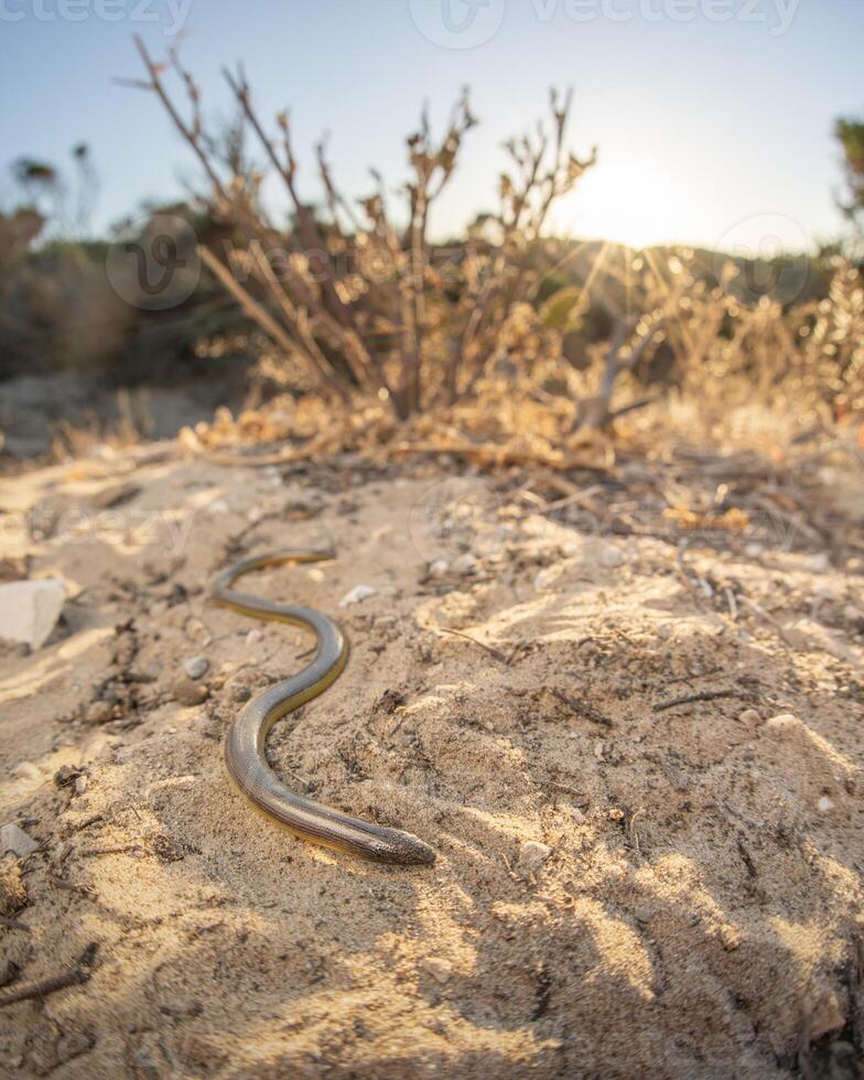 kalifornien benlös ödla, anniella pulchra foto