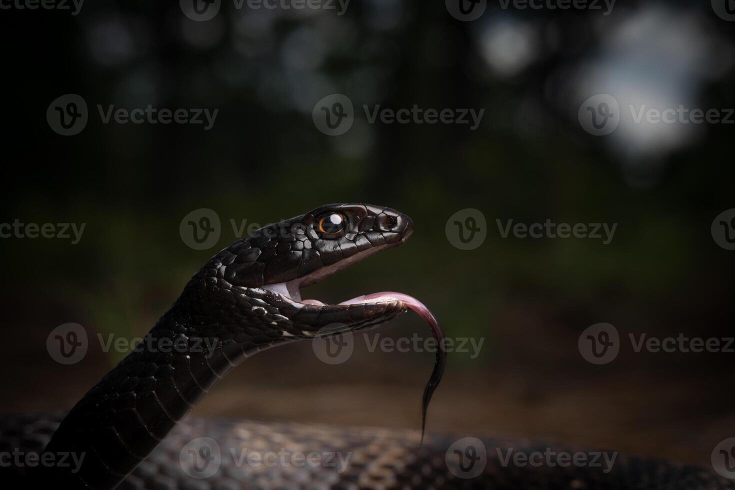 coachwhip, masticophis flagellum, i skog foto