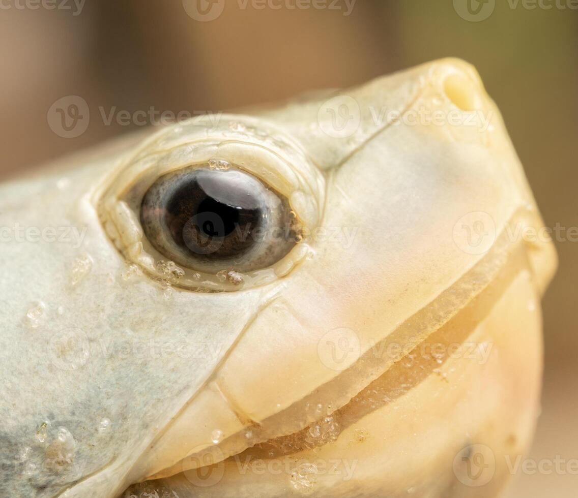 utsmyckad diamantback terrapin, malaclemys terrapin makrospilota foto