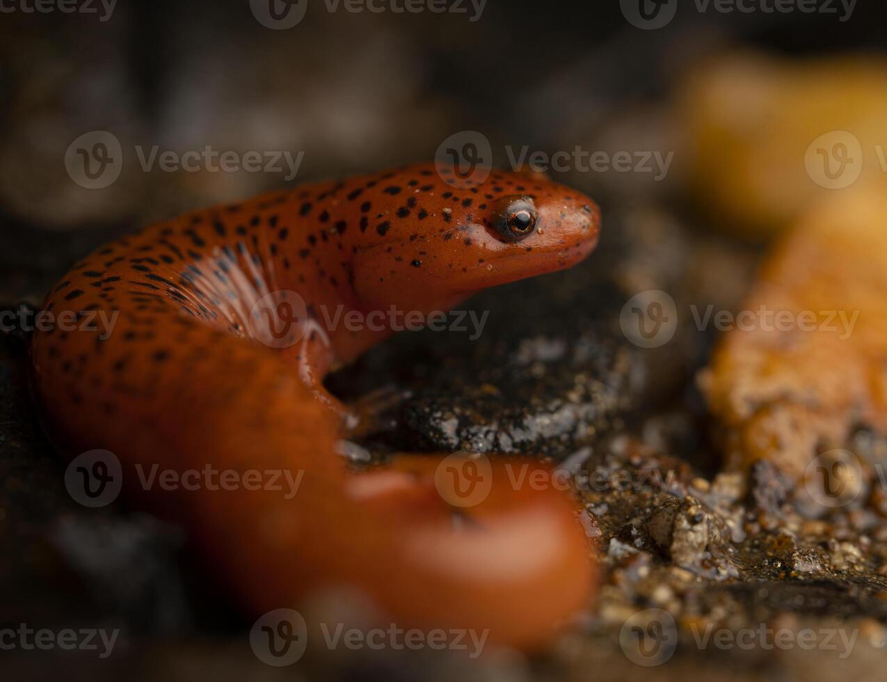 blå bergsrygg röd salamander, psuedotriton ruber nitidus foto