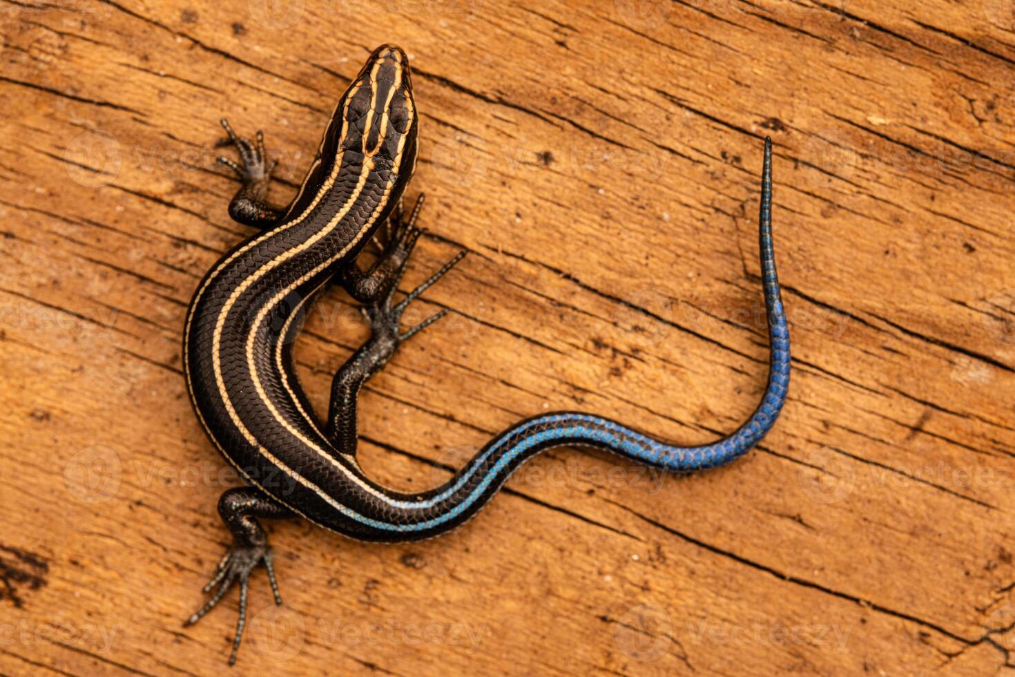 sydöstra femradiga skink, plestiodon fasciatus foto