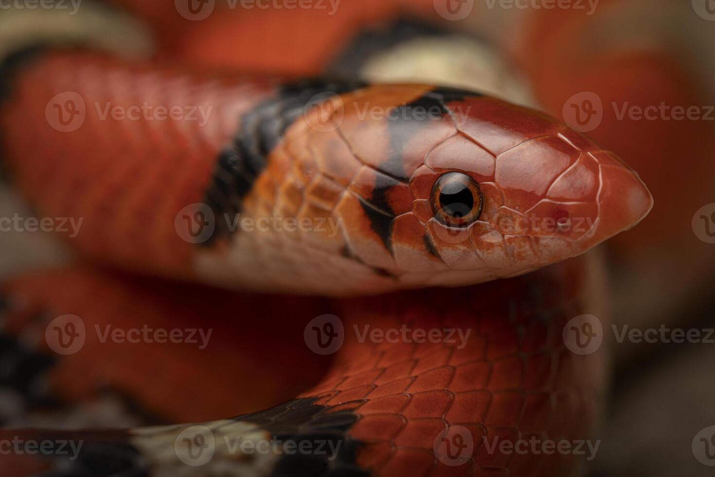 nordlig scharlakansrött orm, cemophora coccinea foto