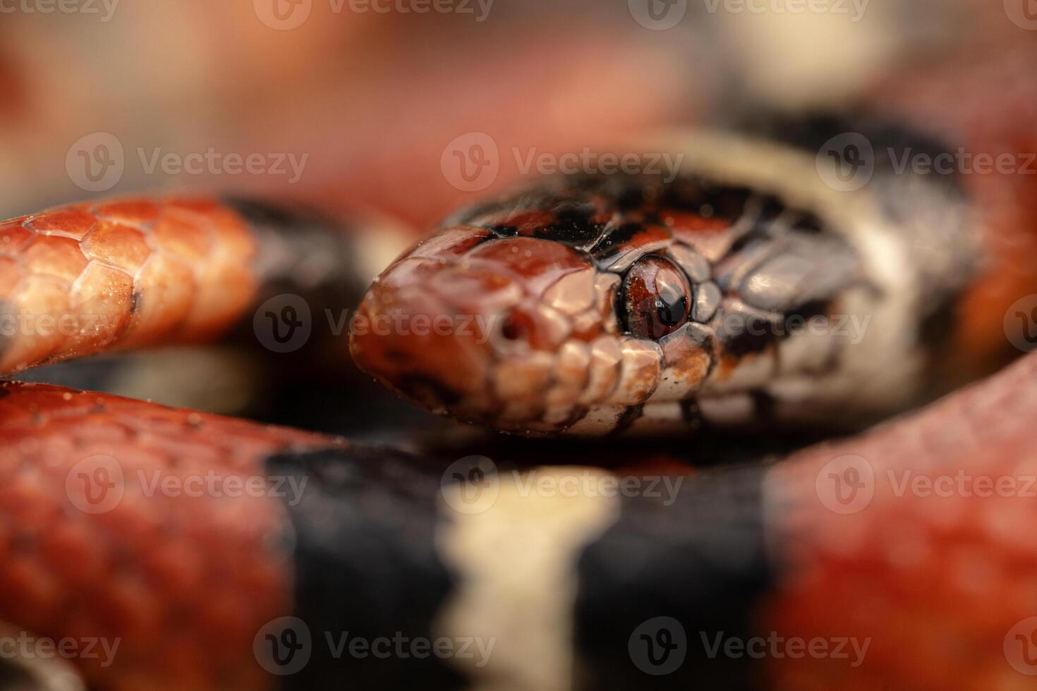 scharlakansrött kung orm, lampropeltis elapsoides foto