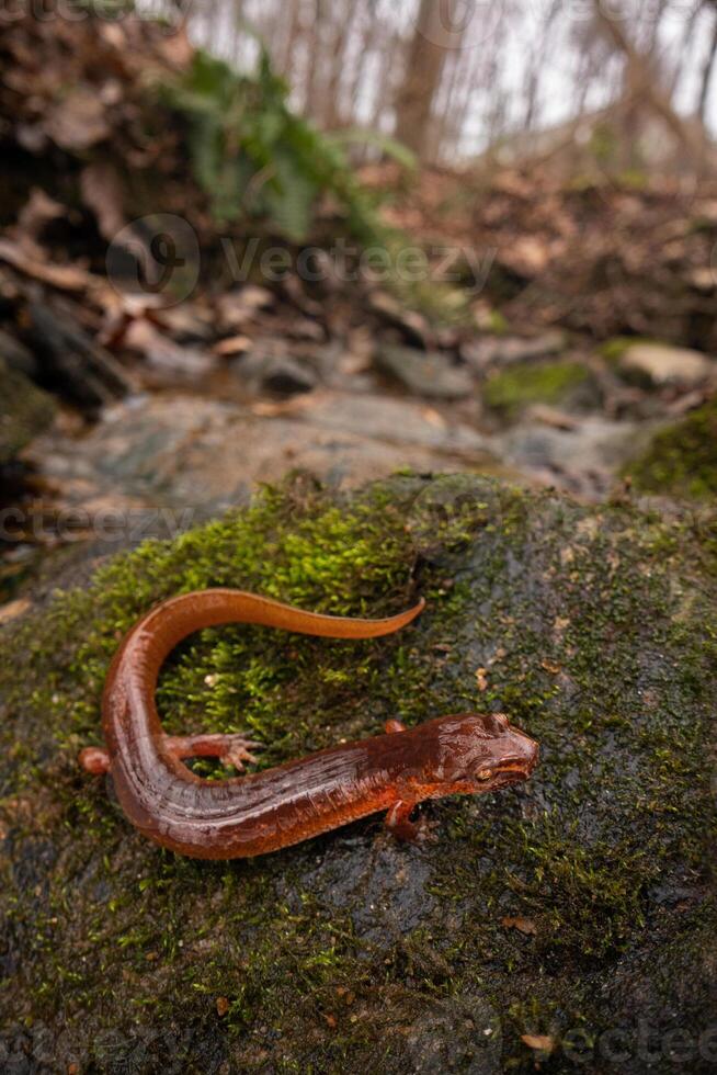 vår salamander, gyrinophilus porphyriticus foto