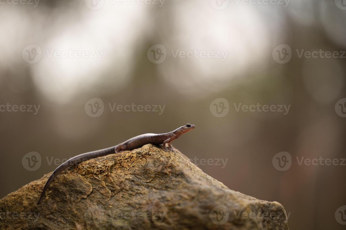 blacksburg salamander, pletodon jacksoni foto