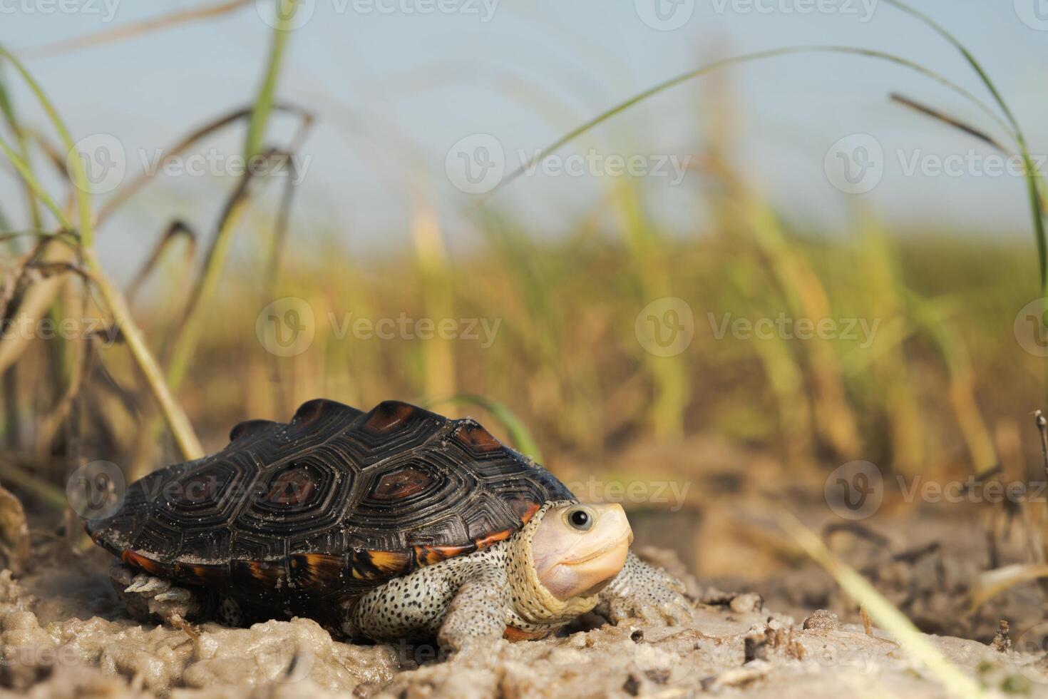 utsmyckad diamantback terrapin, malaclemys terrapin makrospilota foto