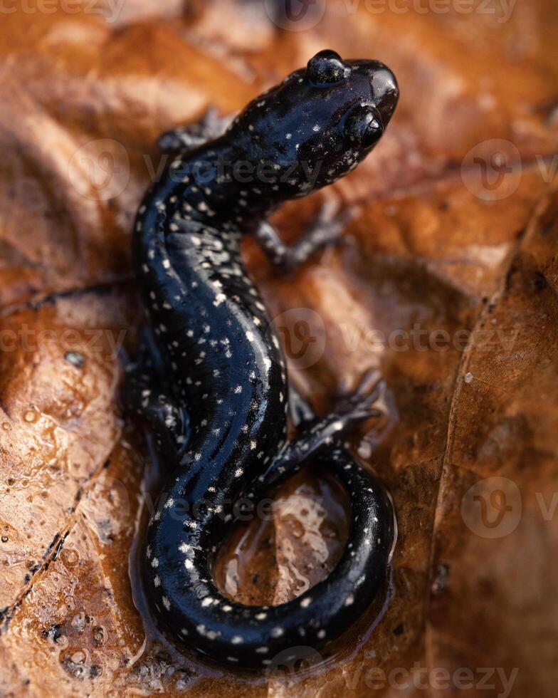 mississippi slemmig salamander, pletodon mississippi foto
