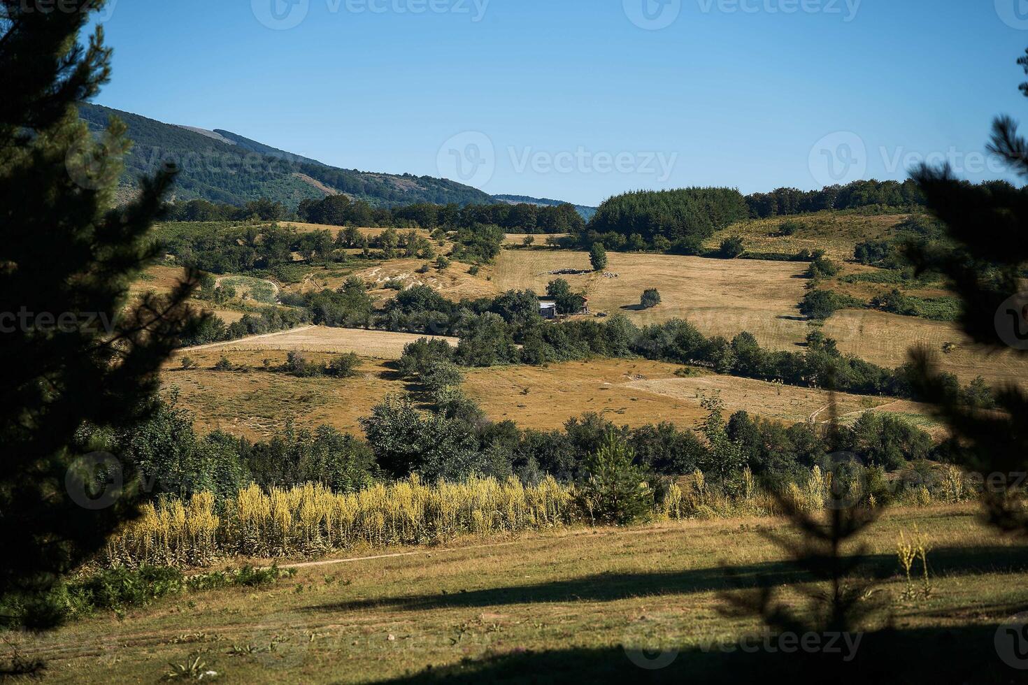 en fält på de kullar nära krushevo foto