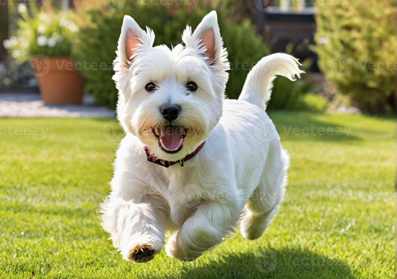 ai genererad söt väst högland vit terrier löpning på de gräsmatta utanför en skön Hem. en solig vår dag. foto