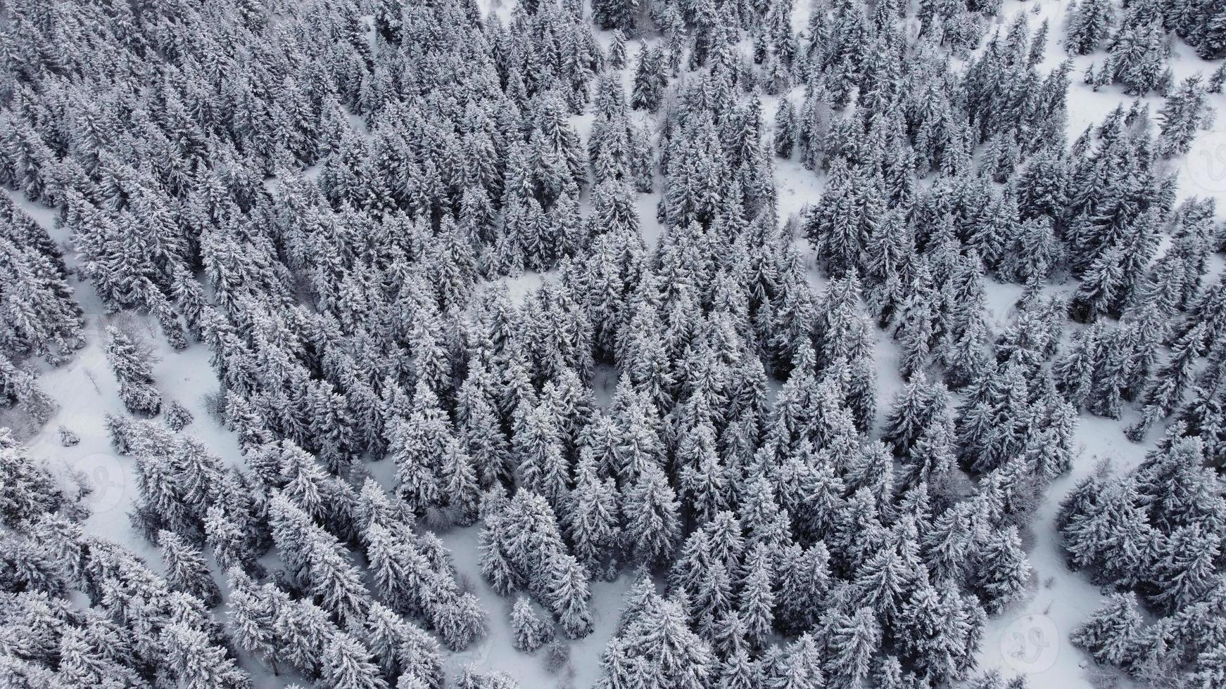 insnöad skog flygfoto - drönarevy över de snöade träden foto