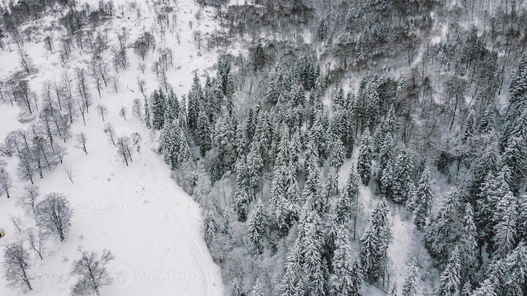 insnöad skog flygfoto - drönarevy över de snöade träden foto