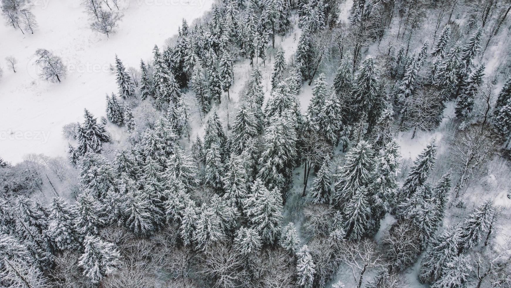 insnöad skog flygfoto - drönarevy över de snöade träden foto