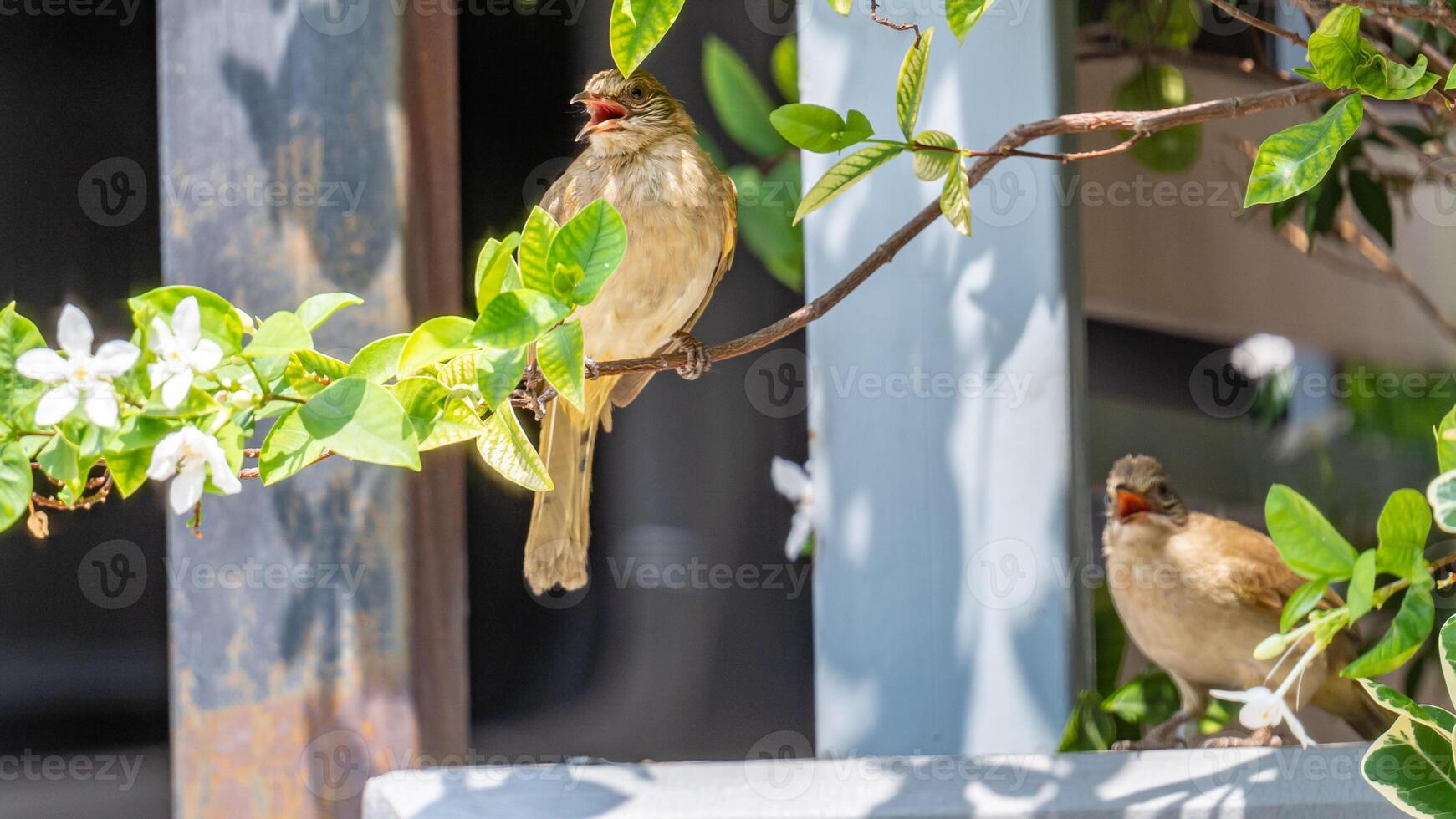 strimma- örat bulbul uppflugen på träd foto