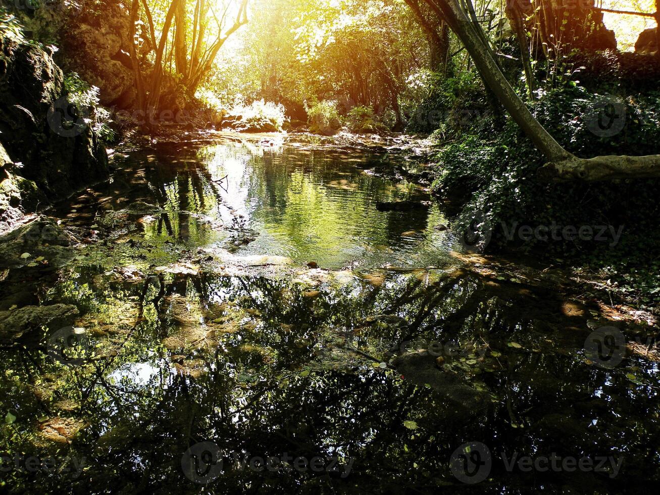 flod med reflexion i de skog foto
