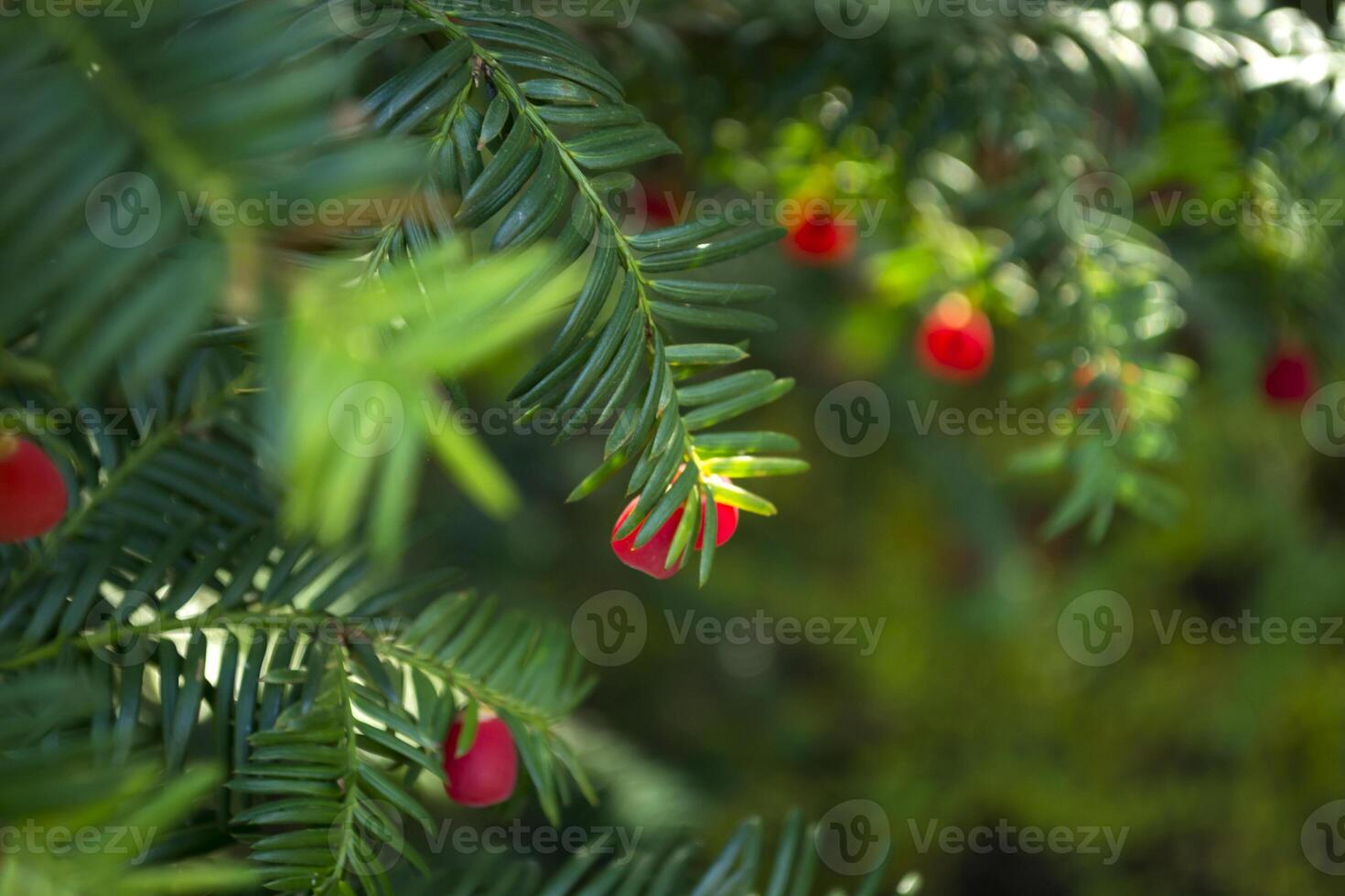 vintergröna träd stänga upp. idegran träd. grön naturlig mönster. taxus baccata. foto