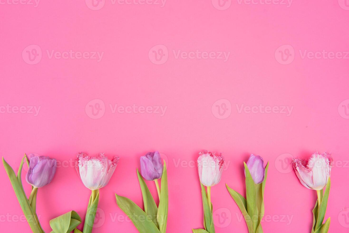 rosa tulpaner på de rosa bakgrund. platt lägga, topp se. valentines bakgrund. horisontell,, tonad foto