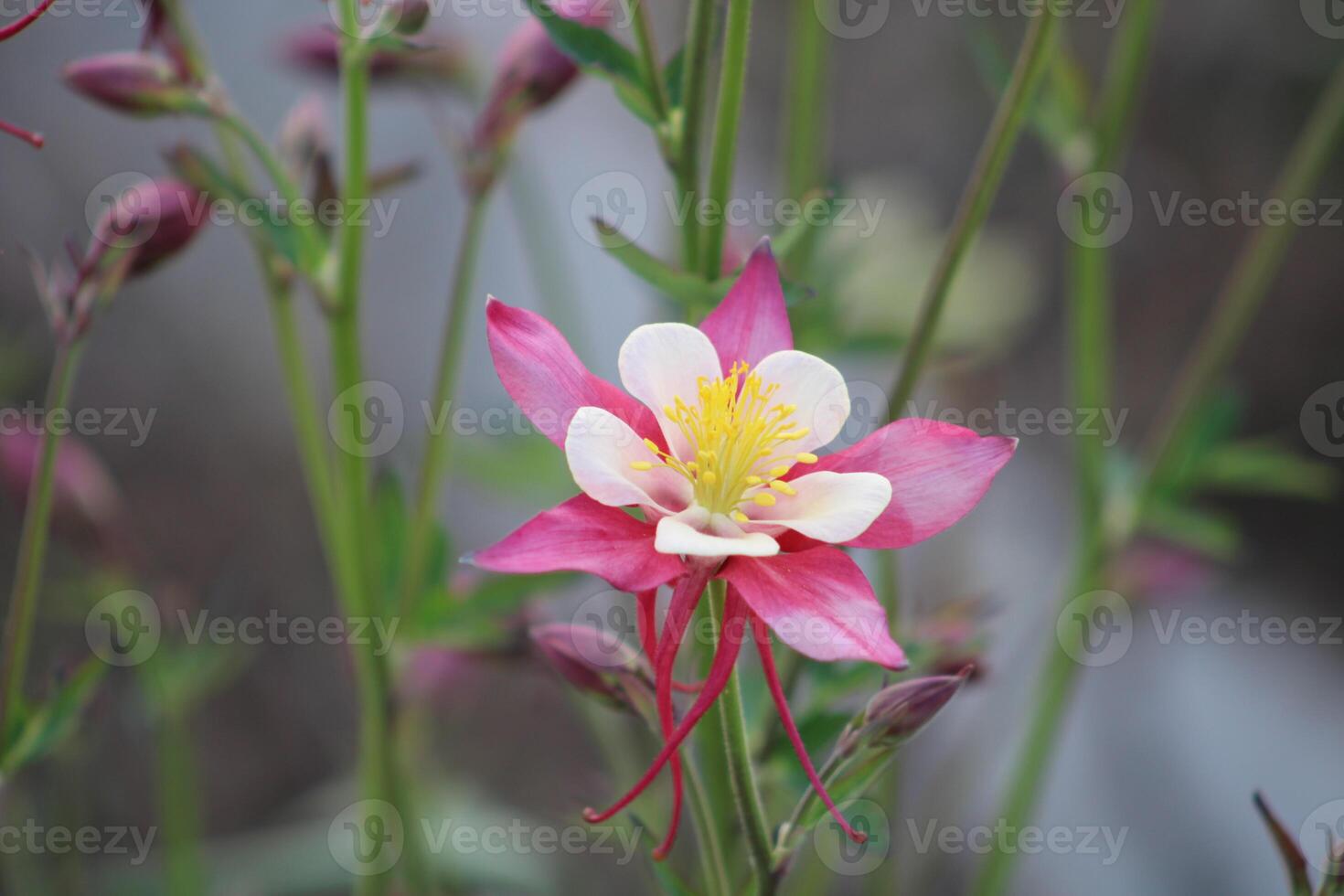 akleja coerulea, de colorado blå akleja, är en arter av blommande växt i de smörblomma familj ranunculaceae, foto