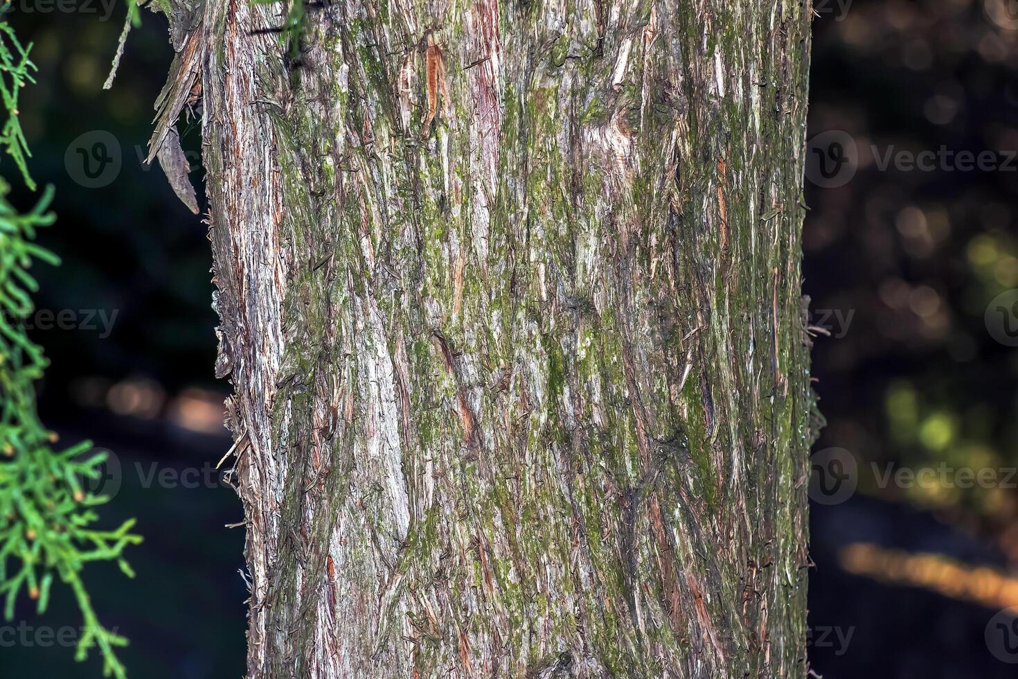 bark textur av platycladus orientalis, aka kinesisk thuja, orientalisk arborvitae, eller biota foto