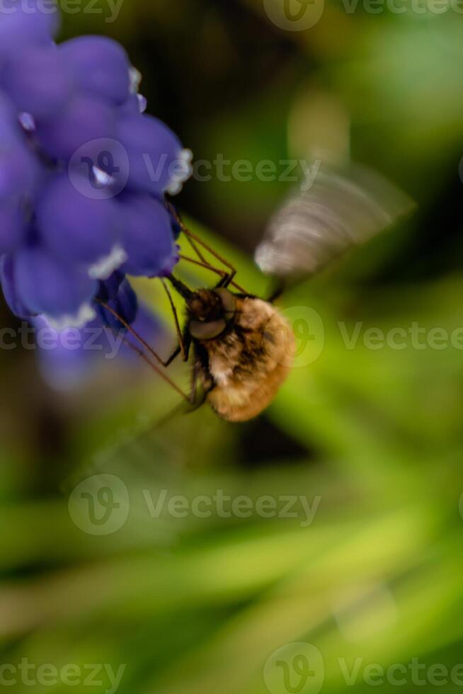 bombyle på en druva hyacint, en små hårig insekt med en snabel till dra nektar från de blommor, bombylius foto