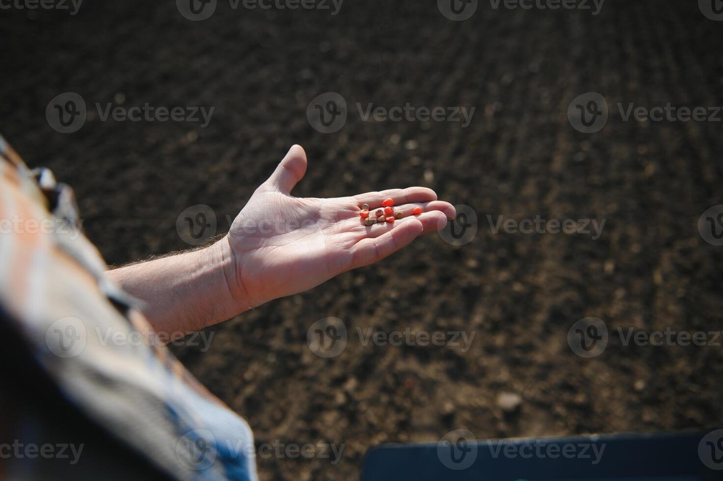 bondens hand innehav majs frön med suddig ljuv majs frön bakgrund den där är redo till vara planterade i de fält. foto