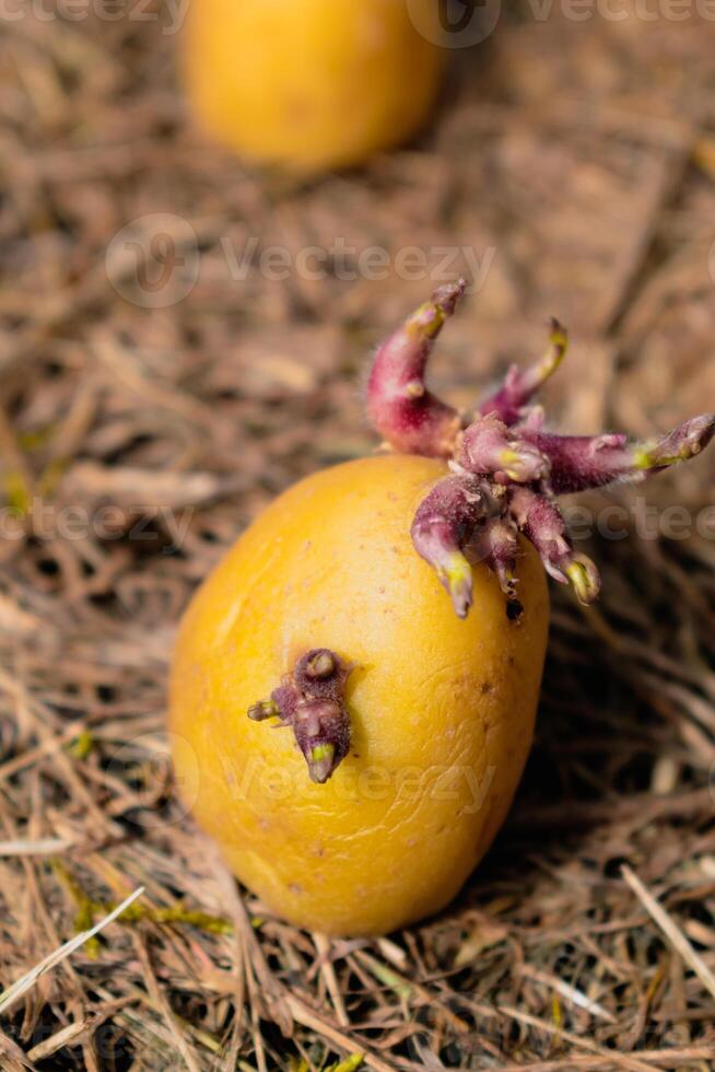 sådd potatisar på de jord på kompost, knöl gror, solanum tuberosum foto